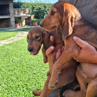 Cuccioli maschi Segugio Italiano