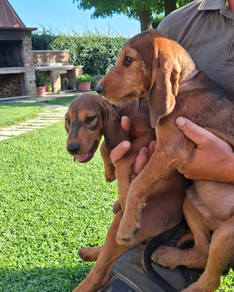 Cuccioli maschi Segugio Italiano