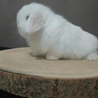 Cuccioli Mini Lop disponibili
