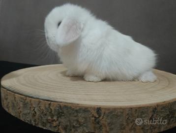 Cuccioli Mini Lop disponibili