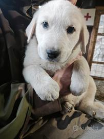 Cani Alabai/Patou-caucase