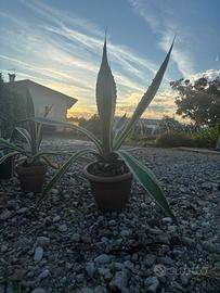 Agave