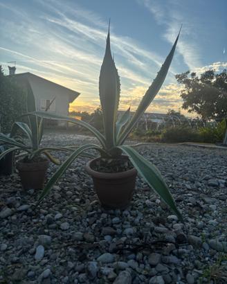 Agave