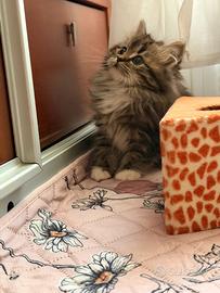 Gattini siberiani stupendi disponibili