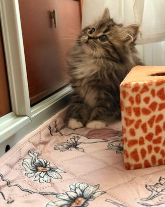 Gattini siberiani stupendi disponibili