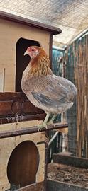 Galline Marans, Oliver , Araucana