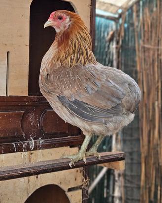Galline Marans, Oliver , Araucana