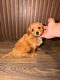 Maltipoo Toy