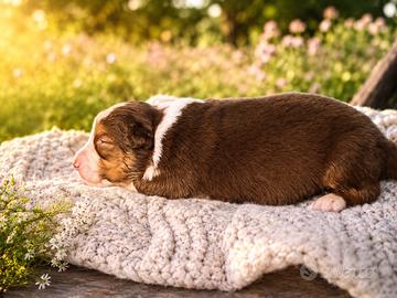Cuccioli Australian Shepherd