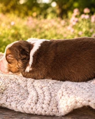 Cuccioli Australian Shepherd