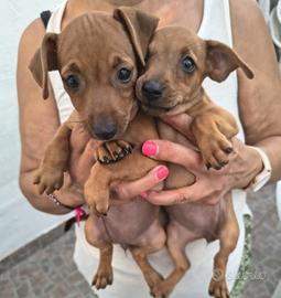 Cuccioli pinscher