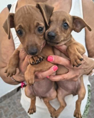 Cuccioli pinscher
