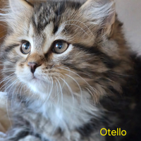 Cucciolo gatto siberiano