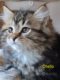 Cucciolo gatto siberiano