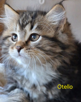 Cucciolo gatto siberiano