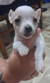Chihuahua