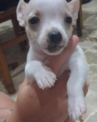 Chihuahua
