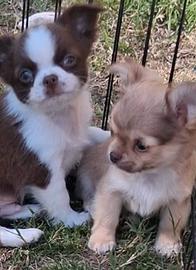 Simil chihuahua cuccioli