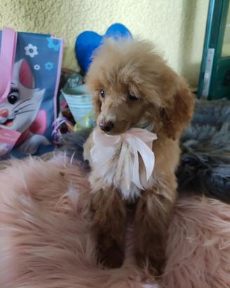 Isabel barboncina Toy cucciola