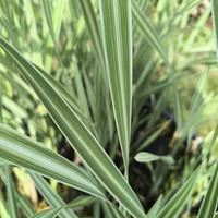 Typha Latifolia Variegata

pianta palustre