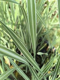 Typha Latifolia Variegata

pianta palustre