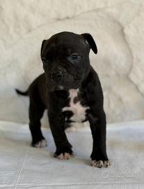 Cuccioli di pitbull