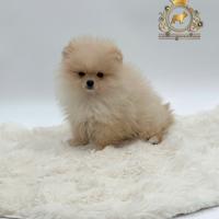 Esclusivo maschietto Spitz di Pomerania