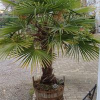 Palme da giardino