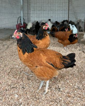 Galline vorwerk