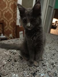 Maine Coon femmine