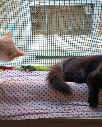 Gatti meticci per una famiglia