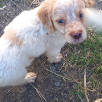 Vendita cuccioli espaniol breton