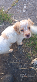 Vendita cuccioli espaniol breton