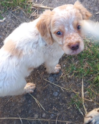 Vendita cuccioli espaniol breton