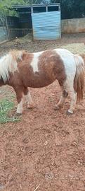 Pony