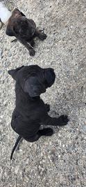 Cuccioli di Cane Corso Italiano