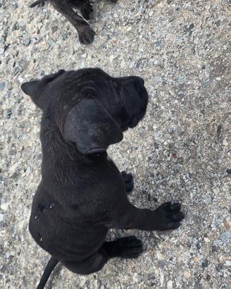 Cuccioli di Cane Corso Italiano