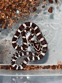 Serpenti del grano