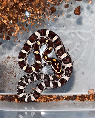 Serpenti del grano