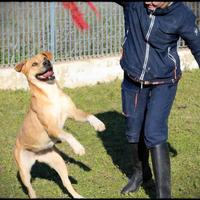 Diandra condannata alla gabbia per sempre