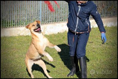 Diandra condannata alla gabbia per sempre