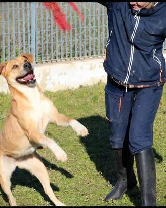 Diandra condannata alla gabbia per sempre