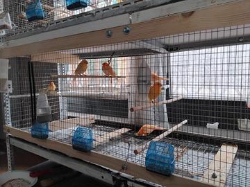 Nuove nascite canarini