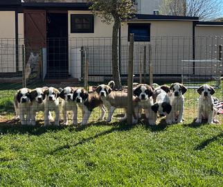 Cuccioli di San Bernardo