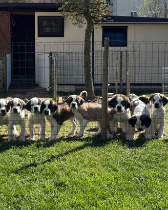 Cuccioli di San Bernardo