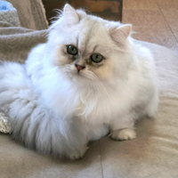 Cucciola British longhair