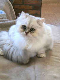 Cucciola British longhair