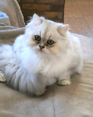 Cucciola British longhair