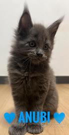 Maschietto Blu maine coon con pedigree