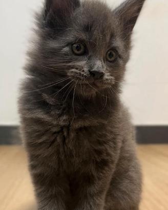 Maschietto Blu maine coon con pedigree